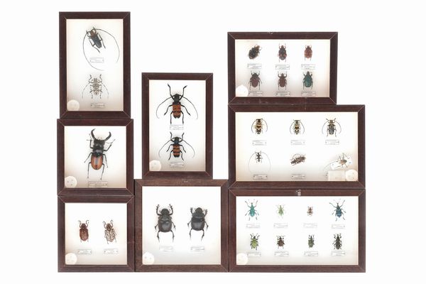 Lotto di 8 teche con coleotteri  - Asta Antiquariato - Associazione Nazionale - Case d'Asta italiane