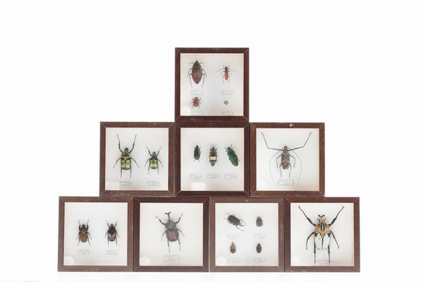 Lotto di 8 teche con coleotteri  - Asta Antiquariato - Associazione Nazionale - Case d'Asta italiane