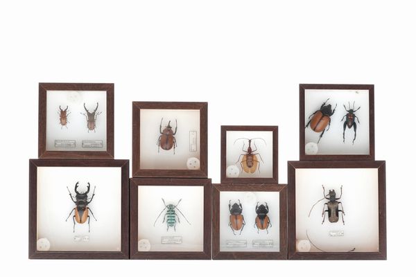 Lotto di 8 teche con coleotteri  - Asta Antiquariato - Associazione Nazionale - Case d'Asta italiane