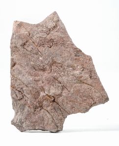 Rara lastra con crinoidi fossili del periodo Cambriano  - Asta Antiquariato - Associazione Nazionale - Case d'Asta italiane
