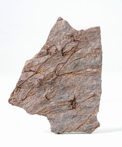 Rara lastra con crinoidi fossili del periodo Cambriano  - Asta Antiquariato - Associazione Nazionale - Case d'Asta italiane
