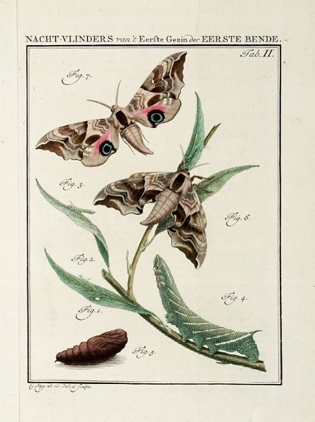 JAN CHRISTIAN SEPP : Beschouwing der wonderen Gods, in de minstgeachte schepzelen of Nederlandsche insecten.  - Asta Libri, Autografi e Manoscritti - Associazione Nazionale - Case d'Asta italiane