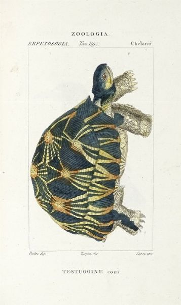 Dizionario delle Scienze Naturali, nel quale si tratta metodicamente dei differenti esseri della Natura, [...] la medicina, l'agricoltura, il commercio, e le arti [...] accompagnato da una biografia de' pi celebri Naturalisti...  - Asta Libri, Autografi e Manoscritti - Associazione Nazionale - Case d'Asta italiane