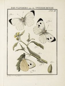 JAN CHRISTIAN SEPP : Beschouwing der wonderen Gods, in de minstgeachte schepzelen of Nederlandsche insecten.  - Asta Libri, Autografi e Manoscritti - Associazione Nazionale - Case d'Asta italiane