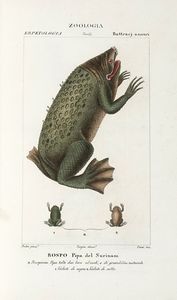 Dizionario delle Scienze Naturali, nel quale si tratta metodicamente dei differenti esseri della Natura, [...] la medicina, l'agricoltura, il commercio, e le arti [...] accompagnato da una biografia de' pi celebri Naturalisti...  - Asta Libri, Autografi e Manoscritti - Associazione Nazionale - Case d'Asta italiane