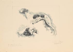 Renzo Vespignani - Levriero