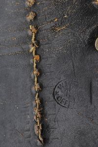 Pugnale da truppa della Croce Rossa  - Asta La Collezione di Armi Antiche di un Gentiluomo Californiano - Associazione Nazionale - Case d'Asta italiane