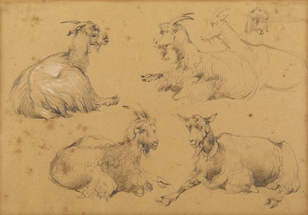 PALIZZI FILIPPO (1818 - 1899) : Attribuito a. Studi di capre  - Asta Asta 502 | ARTE ANTICA E DEL XIX SECOLO Online - Associazione Nazionale - Case d'Asta italiane