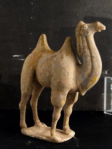 Figura di cammello in terracotta con tracce di policromia, Cina, Dinastia Tang (618-906)  - Asta Fine Asian Works of Art - Associazione Nazionale - Case d'Asta italiane