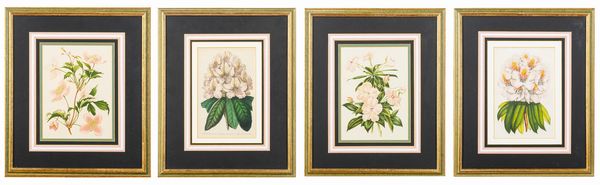 Lotto composto da quattro stampe a soggetto botanico  - Asta Incanti d'Arte - Associazione Nazionale - Case d'Asta italiane