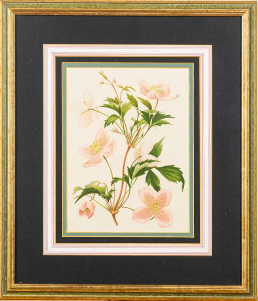 Lotto composto da quattro stampe a soggetto botanico  - Asta Incanti d'Arte - Associazione Nazionale - Case d'Asta italiane