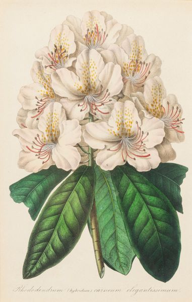 Lotto composto da quattro stampe a soggetto botanico  - Asta Incanti d'Arte - Associazione Nazionale - Case d'Asta italiane