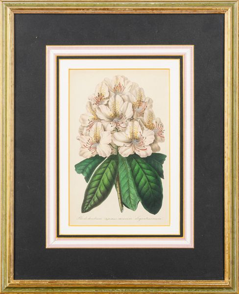 Lotto composto da quattro stampe a soggetto botanico  - Asta Incanti d'Arte - Associazione Nazionale - Case d'Asta italiane