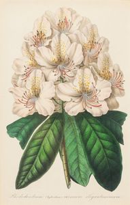 Lotto composto da quattro stampe a soggetto botanico  - Asta Incanti d'Arte - Associazione Nazionale - Case d'Asta italiane