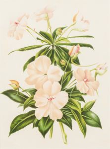 Lotto composto da quattro stampe a soggetto botanico  - Asta Incanti d'Arte - Associazione Nazionale - Case d'Asta italiane