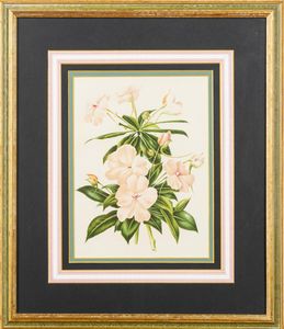 Lotto composto da quattro stampe a soggetto botanico  - Asta Incanti d'Arte - Associazione Nazionale - Case d'Asta italiane