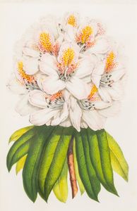 Lotto composto da quattro stampe a soggetto botanico  - Asta Incanti d'Arte - Associazione Nazionale - Case d'Asta italiane