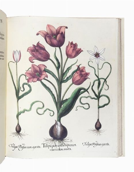 BASILIUS BESLER : Hortus Eystettensis.  - Asta Libri, autografi e manoscritti - Associazione Nazionale - Case d'Asta italiane