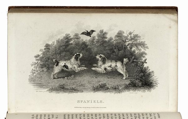 WILLIAM BARKER DANIEL : Rural sports.  - Asta Libri, autografi e manoscritti - Associazione Nazionale - Case d'Asta italiane