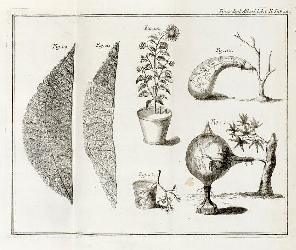 Henri Louis Duhamel du Monceau : La fisica degli alberi in cui si tratta dell'anatomia delle piante e dell'economia vegetabile [...]. Parte prima (-seconda).  - Asta Libri, autografi e manoscritti - Associazione Nazionale - Case d'Asta italiane