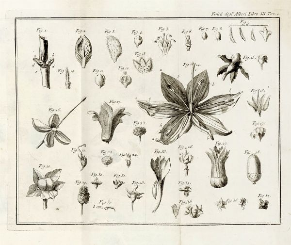 Henri Louis Duhamel du Monceau : La fisica degli alberi in cui si tratta dell'anatomia delle piante e dell'economia vegetabile [...]. Parte prima (-seconda).  - Asta Libri, autografi e manoscritti - Associazione Nazionale - Case d'Asta italiane