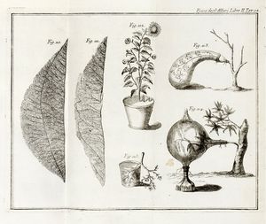 Henri Louis Duhamel du Monceau : La fisica degli alberi in cui si tratta dell'anatomia delle piante e dell'economia vegetabile [...]. Parte prima (-seconda).  - Asta Libri, autografi e manoscritti - Associazione Nazionale - Case d'Asta italiane