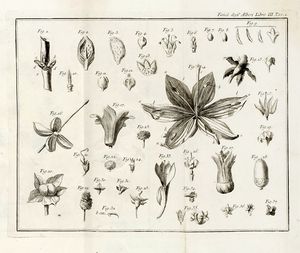 Henri Louis Duhamel du Monceau : La fisica degli alberi in cui si tratta dell'anatomia delle piante e dell'economia vegetabile [...]. Parte prima (-seconda).  - Asta Libri, autografi e manoscritti - Associazione Nazionale - Case d'Asta italiane