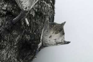 Anatra in argento. Italia XX secolo, incisa inscrizione M. Buccellati  - Asta Argenti e Icone - Associazione Nazionale - Case d'Asta italiane