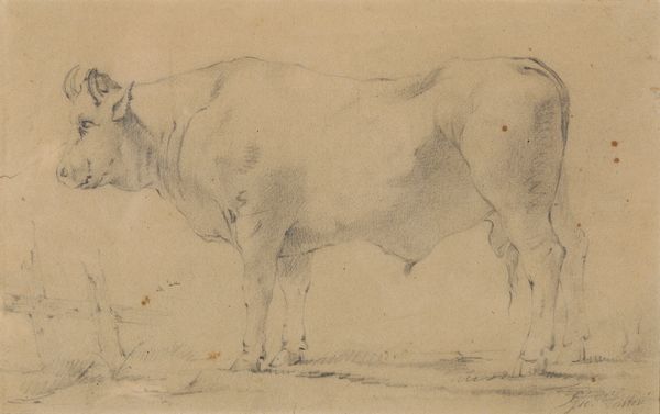 Aritsta toscano del XIX-XX secolo Mucca  - Asta Dipinti del XIX-XX Secolo - Associazione Nazionale - Case d'Asta italiane