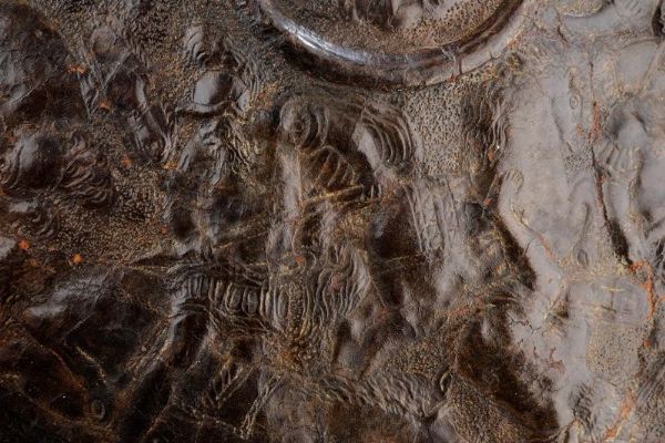 Rara rotella in cuoio bollito  - Asta Rare Armi Antiche e Militaria da tutto il mondo - Associazione Nazionale - Case d'Asta italiane