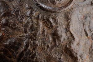 Rara rotella in cuoio bollito  - Asta Rare Armi Antiche e Militaria da tutto il mondo - Associazione Nazionale - Case d'Asta italiane