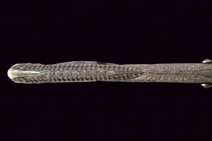 Notevole e rara doppietta a luminello con intagli  - Asta Rare Armi Antiche e Militaria da tutto il mondo - Associazione Nazionale - Case d'Asta italiane