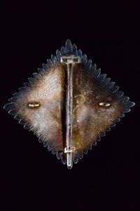 Ordine del merito sotto il titolo di San Lodovico  - Asta Medaglie, Decorazioni e Ordini - Associazione Nazionale - Case d'Asta italiane