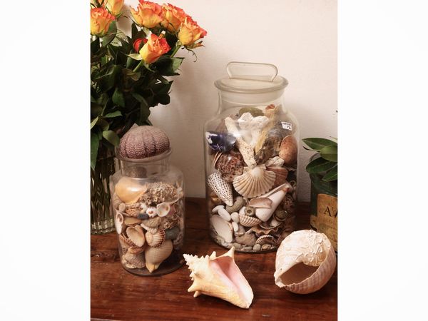 Raccolta di conchiglie  - Asta Dimore fiorentine - Associazione Nazionale - Case d'Asta italiane