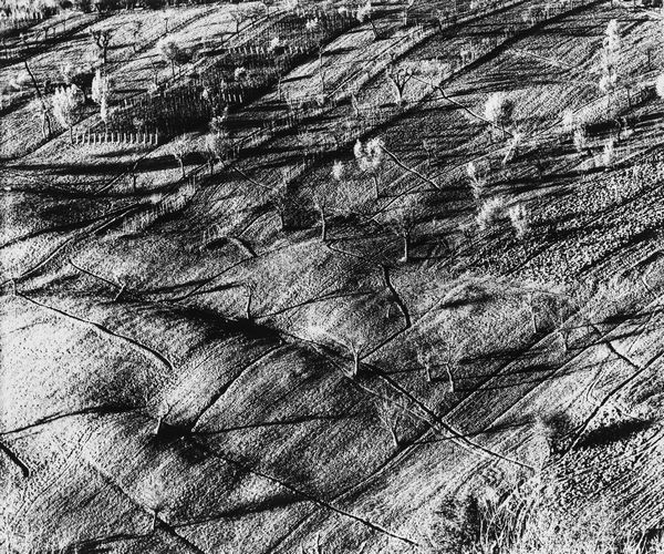 Mario Giacomelli : Presa di coscienza sulla natura  - Asta Fotografia - Associazione Nazionale - Case d'Asta italiane