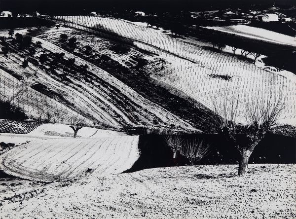 Mario Giacomelli : Presa di coscienza sulla natura  - Asta Fotografia - Associazione Nazionale - Case d'Asta italiane