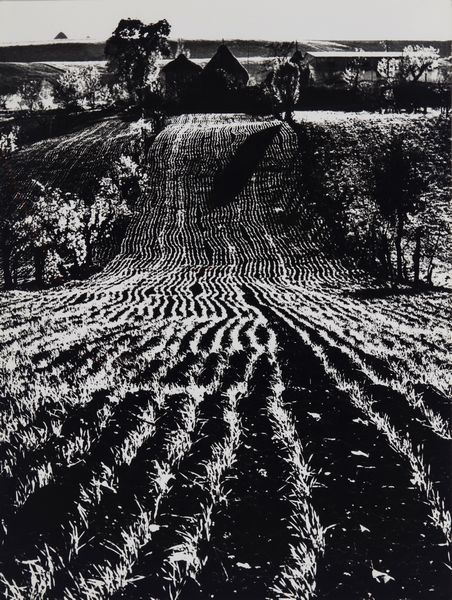 Mario Giacomelli : Presa di coscienza sulla natura  - Asta Fotografia - Associazione Nazionale - Case d'Asta italiane