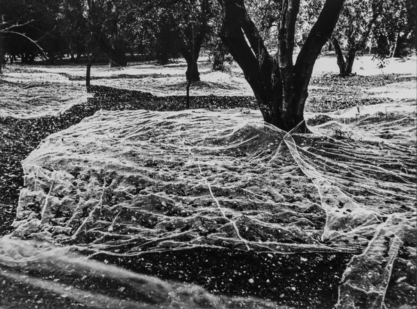 Mario Giacomelli : Paesaggio  - Asta Fotografia - Associazione Nazionale - Case d'Asta italiane