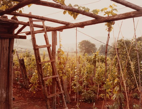 Vincenzo Castella : Senza titolo (Vigneti)  - Asta Fotografia - Associazione Nazionale - Case d'Asta italiane