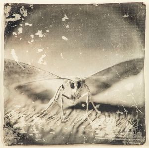 Doug + Mike Starn - Attracted to Light 32