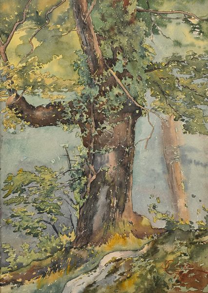 Onorato Carlandi : Alberi  - Asta Dipinti del XIX e XX secolo - Associazione Nazionale - Case d'Asta italiane