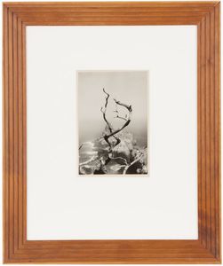 MINOR WHITE - Twisted tree