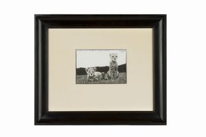 Peter Beard - Cheetah Cubs at Mweiga near Nyiri