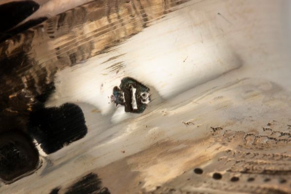 Brocca  - Asta Argenti Antichi e da Collezione - Associazione Nazionale - Case d'Asta italiane