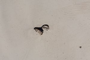 Due caffettiere  - Asta Argenti Antichi e da Collezione - Associazione Nazionale - Case d'Asta italiane