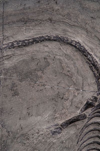 Impressionante lastra con Keichosauro del periodo Triassico  - Asta Antiquariato - Associazione Nazionale - Case d'Asta italiane