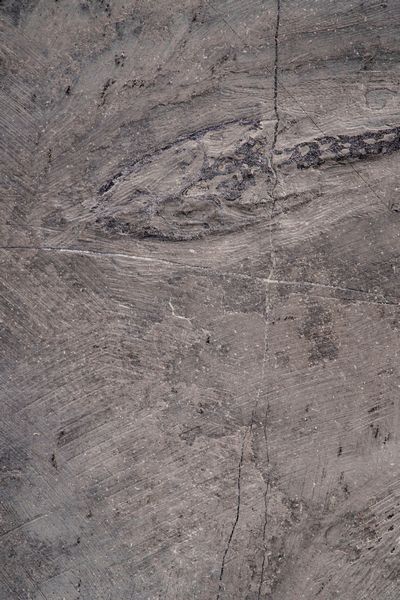 Impressionante lastra con Keichosauro del periodo Triassico  - Asta Antiquariato - Associazione Nazionale - Case d'Asta italiane