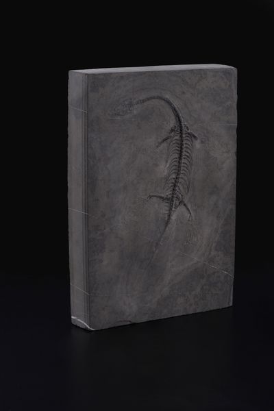 Impressionante lastra con Keichosauro del periodo Triassico  - Asta Antiquariato - Associazione Nazionale - Case d'Asta italiane