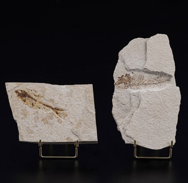 Due dettagliate lastre con pesci fossili  - Asta Antiquariato - Associazione Nazionale - Case d'Asta italiane