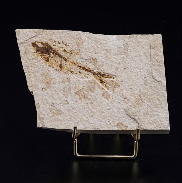 Due dettagliate lastre con pesci fossili  - Asta Antiquariato - Associazione Nazionale - Case d'Asta italiane